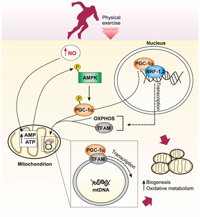 寻找青春不老泉-线粒体致衰理论 寻找青春不老泉-线粒体致衰理论